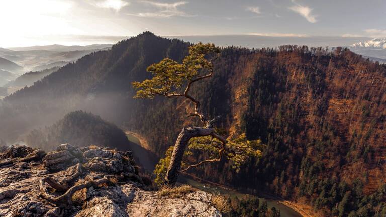 Planète - Pourquoi les forêts changent-elles de couleur en Europe ?