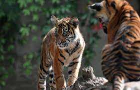 Planète (Asie) - Inde: La population de tigres sauvage passe la barre des 3.000