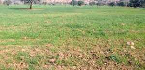 Algérie (Bouira) -  Les céréaliculteurs en détresse  Sécheresse et hausse de la température