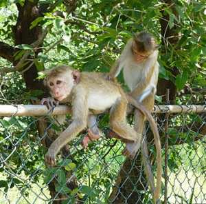 Planète (Asie) - Pourquoi le Sri Lanka envisage-t-il d'exporter jusqu'à 100.000 macaques à toque en Chine ?