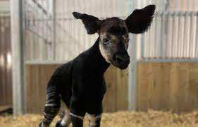 Planète (Europe) - Maine-et-Loire: Naissance d’un okapi, le quatrième en France depuis 25 ans