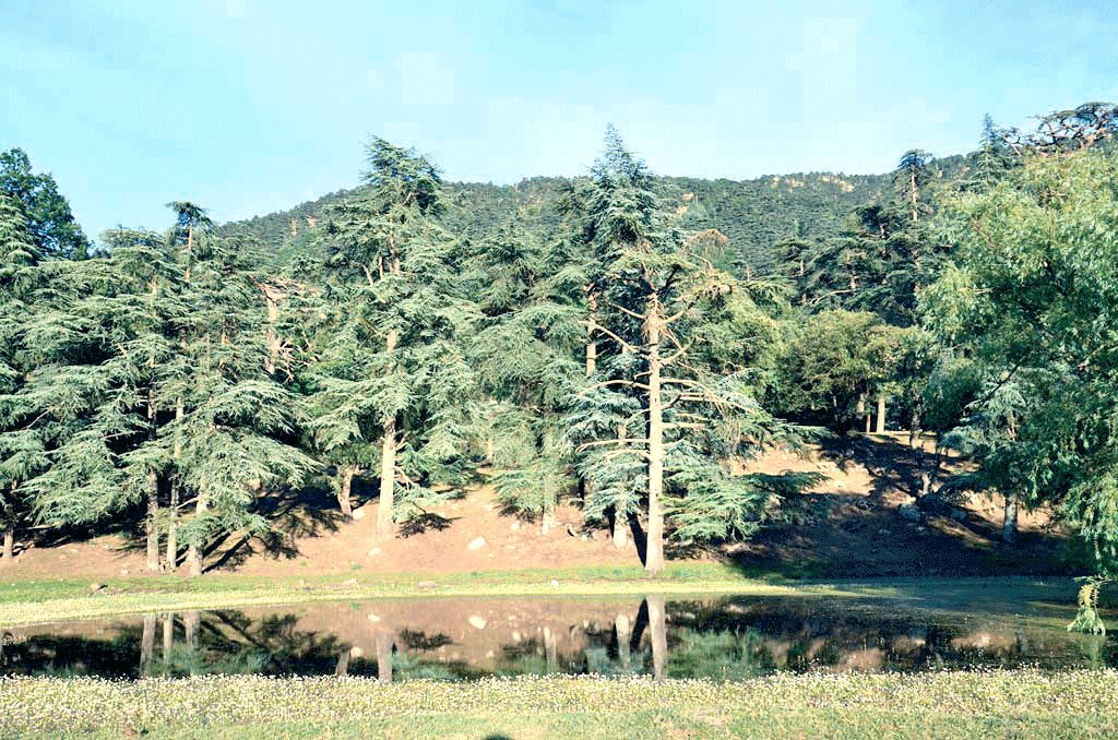 Forêts «Menace» sur le patrimoine forestier !