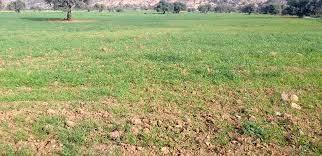 Algérie (Bouira) -  Les céréaliculteurs en détresse 