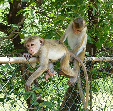 Planète (Asie) - Pourquoi le Sri Lanka envisage-t-il d'exporter jusqu'à 100.000 macaques à toque en Chine ?