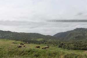 Etalement Urbain Et Nouvelles Morphologies Des Espaces Agricoles : L’exemple De La Ville De Tizi-ouzou Dans La Vallée Du Sebaou
