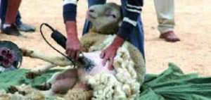 Algérie (Naâma et El-Bayadh) - La laine et la peau seront acheminées vers les industries de Relizane