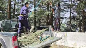 Algérie - Parc national de Chréa: Campagne d'enlèvement des nids de chenilles processionnaires