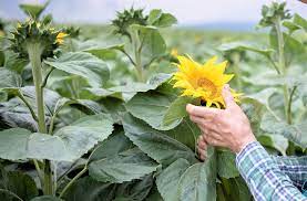 Algérie (Tiaret) -  Les agriculteurs s’initient à la culture du tournesol