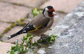 Planète (France/Europe) - Pourquoi les chardonnerets élégants sont un trafic «aussi rentable que la drogue»