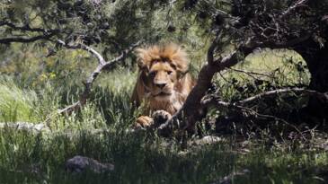 Planète (France/Europe) - A Marseille, le monde au chevet d'une nature en danger au congrès de l'UICN