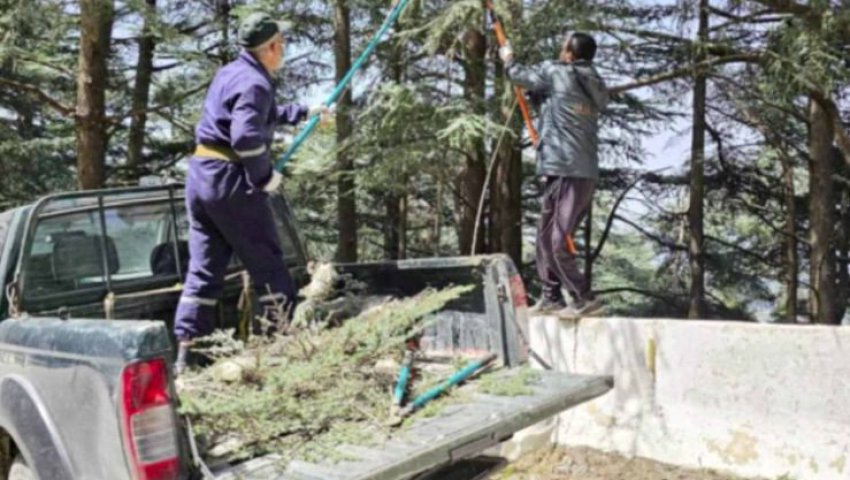 Algérie - Parc national de Chréa: Campagne d'enlèvement des nids de chenilles processionnaires