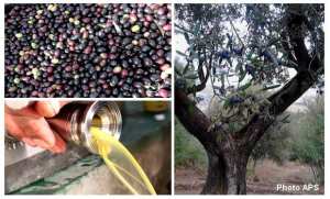 Tebessa: les pressoirs à l'huile d'olive de Berzkal défient les assauts du temps