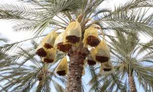 Palmier dattier, témoin d'une tradition agraire qui forge l'identité algérienne