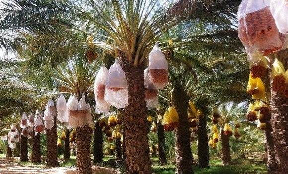Dattes algériennes, des produits bio prisés localement et à l’international