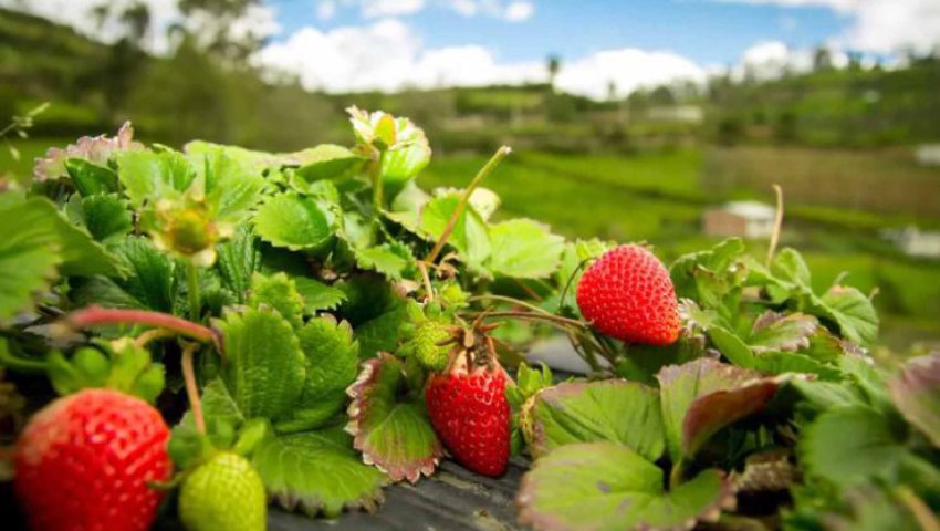 Algérie (Jijel) -  Développement remarquable de la culture de la fraise