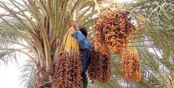 Palmier dattier, témoin d'une tradition agraire qui forge l'identité algérienne