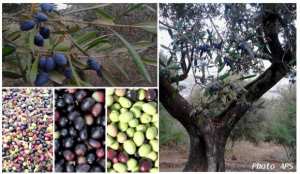 Une campagne d’identification génétique des variétés d’oliviers à travers 18 wilayas