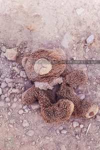 Petite peluche brune (Poème écrit par Chat GPT)