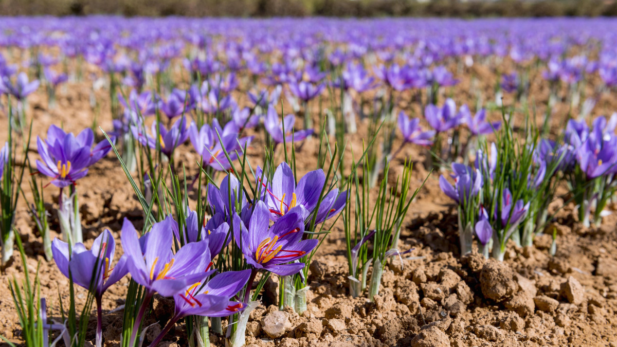 Algérie - Culture du safran: L’or rouge pour redynamiser les zones rurales