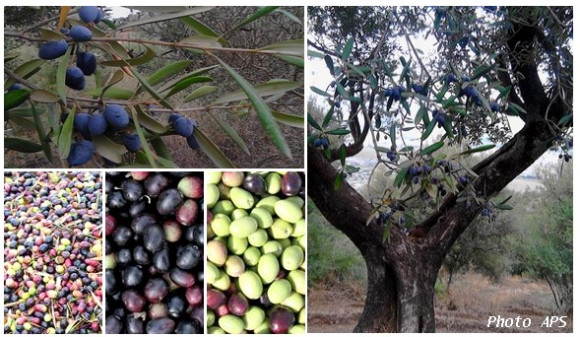 Une campagne d’identification génétique des variétés d’oliviers à travers 18 wilayas