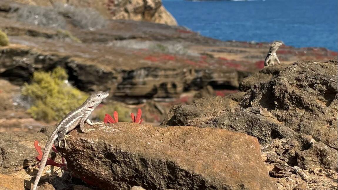 Planète (Amérique du Sud) - L'Équateur annonce un échange dette contre nature historique en faveur de la protection des Îles Galápagos