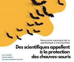 Algérie (Constantine) - Rencontre nationale de la spéléologie: Des scientifiques appellent à la protection des chauves-souris