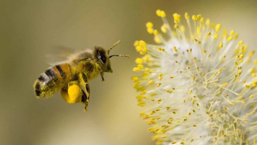 Journée mondiale des abeilles (20 mai)