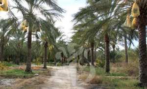 La filière phœnicicole affiche une croissance soutenue à Ghardaia