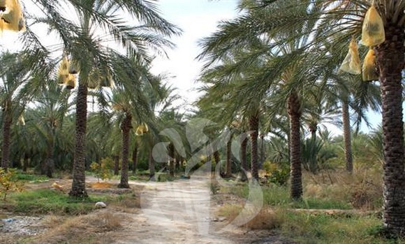 La filière phœnicicole affiche une croissance soutenue à Ghardaia