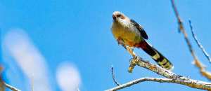 Planète - Europe: les oiseaux déclinent, l’agriculture intensive pointée du doigt