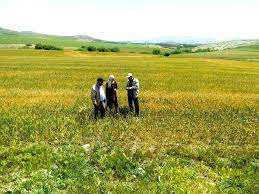 Algérie (Constantine) - Filière de la céréaliculture: Une année noire pour les agriculteurs