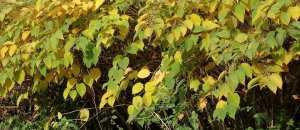 Planète (France/Europe) - Renouée du Japon: faut-il avoir peur de cette plante invasive ?