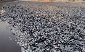 Planète (Amérique du Nord) -  Etats-Unis: C’est quoi cette histoire de poissons morts au Texas ?