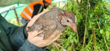 Activités cynégétiques,