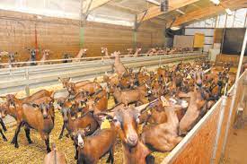 Algérie (Béjaïa) -  Alerte à la brucellose caprine