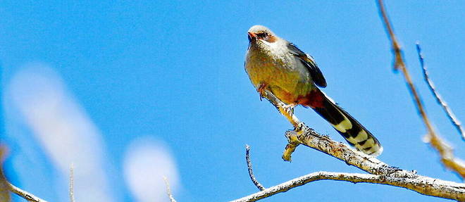 Planète - Europe: les oiseaux déclinent, l’agriculture intensive pointée du doigt