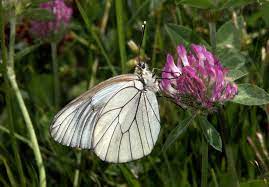 Planète - Les insectes pollinisateurs tiennent l'avenir de l'humanité entre leurs pattes