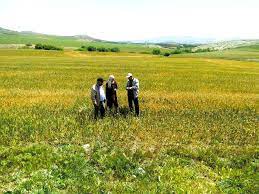 Algérie (Constantine) - Filière de la céréaliculture: Une année noire pour les agriculteurs