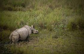 Planète (Afrique) - Des rhinocéros blancs d’Afrique du Sud réintroduits dans un parc de la République démocratique du Congo