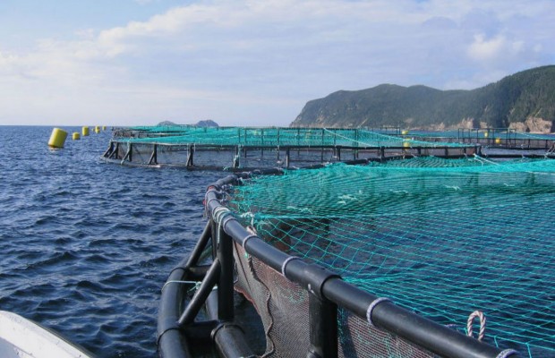 La maîtrise des intrants aquacoles permettra la réalisation de 14.000 tonnes de produits en 2024