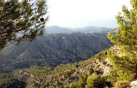 Algérie - Forêts des Bibans: La pinède malmenée par le réchauffement climatique