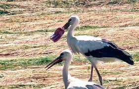 Planète (France/Europe) - Saône-et-Loire: Une cigogne au bec coincé dans une canette de Coca sauvée par les pompiers
