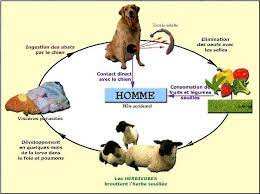 Algérie (Oran) - Pour un Aïd sans kyste hydatique: La DSA assure le contrôle sanitaire