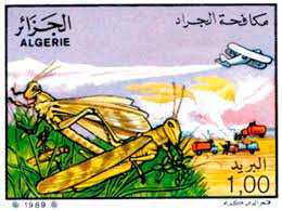 Algérie - Lutte antiacridienne: Entrée en vigueur du plan de prévention