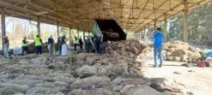 Algérie (Médéa)  -  Plus de 17.000 peaux de mouton collectées