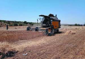 Algérie (Bouira) -  Dispositif d’aide aux céréaliculteurs  Sécheresse et intempéries