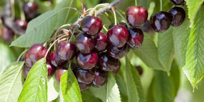 تلمسان : موسم “حب الملوك” يدخل أيامه الأخيرة بجني “البيقارو” آخر الأصناف