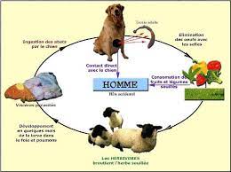 Algérie (Oran) - Pour un Aïd sans kyste hydatique: La DSA assure le contrôle sanitaire