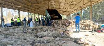 Algérie (Médéa)  -  Plus de 17.000 peaux de mouton collectées