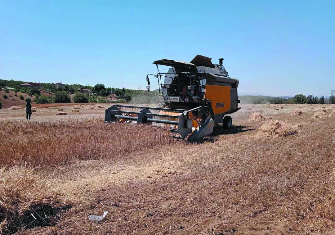 Algérie (Bouira) -  Dispositif d’aide aux céréaliculteurs 